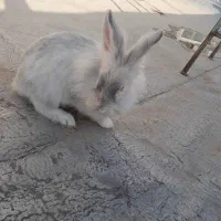 خرگوش با ادب