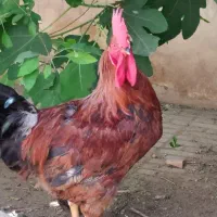 دو عدد مرغ تخمی محلی و ۱عدد خروس محلی قرمز بذرگ