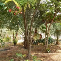 اجاره روزانه ویلا باغ استخر دار ایسین|اجارهٔ کوتاهمدت ویلا و باغ|بندرعباس, |دیوار