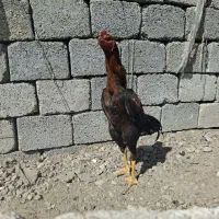 مرغ و خروس لاری میدونی