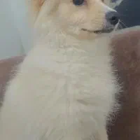 سگ پامر اشتپیژ