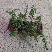 کاکتوس زیبا