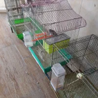 فروش قناری رسمی بلند ورسمی|پرنده|ابهر, |دیوار