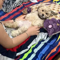 توله سگ شناسنامه دار شیتزو