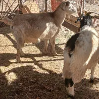 ۳عدد توشتیر تمام بتنی پروار|حیوانات مزرعه|ملکشاهی, |دیوار