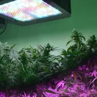 وسایل گلخانه خانگی . کشت خاص