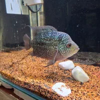 ماهی فلاور  پترن عالی سالم فروش فوری|ماهی|رشت, حمیدیان|دیوار