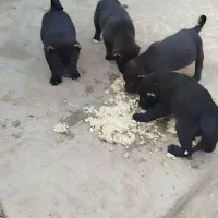 واگذاری سرابی