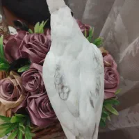 جوجه آلبینو دوکت پروانه ای
