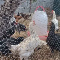 مرغ|حیوانات مزرعه|سنندج, |دیوار