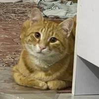 وگذاری گربه نر 10ماهه