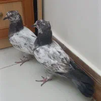 کبوتر جوجه