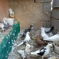 کفتر‌فروشی‌یا‌معاوضه