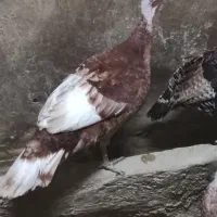 مرغ گلین اصیل با بوقلمون|حیوانات مزرعه|دهگلان, |دیوار