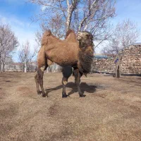 بغور دوکوهان اصیل مغان