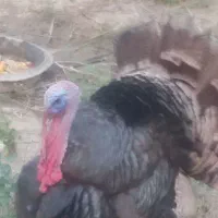 بوقلمون نر