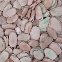 باقلای‌محلی|خوردنی و آشامیدنی|رشت, عینک|دیوار