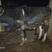 فروش گوساله