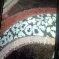 فرشینه  نونو سالم