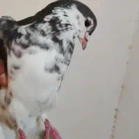 شهری گرفتنی شرط پرش نر