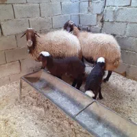 فروش دو عدد گوسفند با بره|حیوانات مزرعه|دره شهر, |دیوار