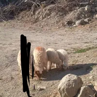 فروش سه عدد بره ماده|حیوانات مزرعه|قائن, |دیوار