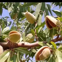 فروش فوری  باغ .دوجیریب ونیم طرح همت اباد هوره|فروش دفتر صنعتی، کشاورزی، تجاری|زاینده رود, |دیوار