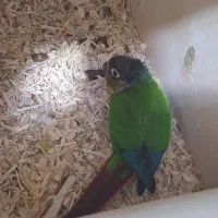 ۲ جفت گرینچیک