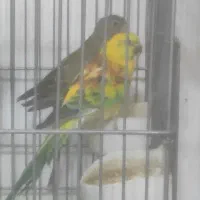 طوطی آوازه خوان مولد وطوطی ملنگوسبزآبی مولد