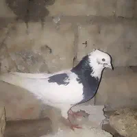 6تا کبوتر|پرنده|جوانرود, |دیوار