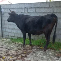 گاو دورگ محلی ۸ماه آبستن گوساله لیشه ورزا|حیوانات مزرعه|تالش, هشتپر|دیوار