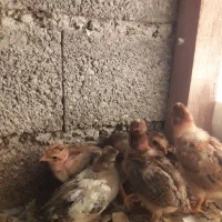 ۱۷عدد جوجه کاکلی وگردن لختی ومحلی|حیوانات مزرعه|لنگرود, |دیوار