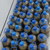 خیار شور خانگی درجه 1|خوردنی و آشامیدنی|مهاباد (آذربایجان غربی), |دیوار