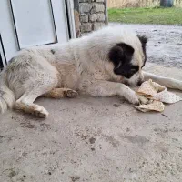 واگذاری دو قلاده سگ نر