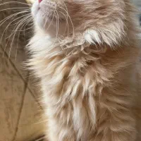 پیشی ناز گربه|گربه|مرودشت, مسجد رسول‎|دیوار