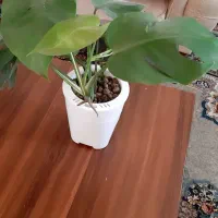 مونسترا هیدروپونیک|گل و گیاه طبیعی|زابل, |دیوار