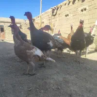 بوقلمو|حیوانات مزرعه|شراء, |دیوار