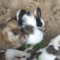 خرگوش نانازی|موش و خرگوش|سبزوار, پاسداران|دیوار