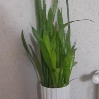 گل آپارتمانی