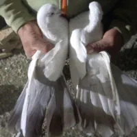 دمبی وسیاه|پرنده|نوشین شهر, |دیوار