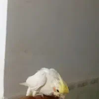 عروس پاریس