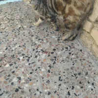 گربه گمشده|گربه|قوچان, |دیوار