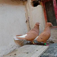 جفت زردمسفید کاکلی نامبروان