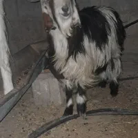 بز نر|حیوانات مزرعه|نیمروز, |دیوار