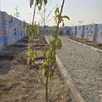 باغچه ۲۲۰ متری ( برق چسب ملک)|فروش زمین و ملک کلنگی|شهریار, اصیل آباد|دیوار