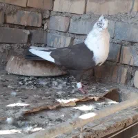 کله سفید ماده عطیقه|پرنده|کارون, |دیوار