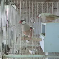 فنچ نرگسی|پرنده|مشهد, سجادیه|دیوار