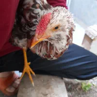 خروس گلپایگانی چهل تاج|حیوانات مزرعه|پاکدشت, پاکدشت (مامازند)|دیوار