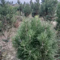 نهال کاج خمریی کاج سوزنی تهران .پالم|خدمات باغبانی و درختکاری|گرگان, |دیوار