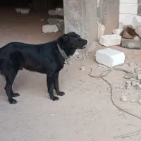 سلام سگ سرابی  گمشده